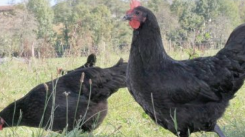 Poule au pot : renaissance d'un plat mythique