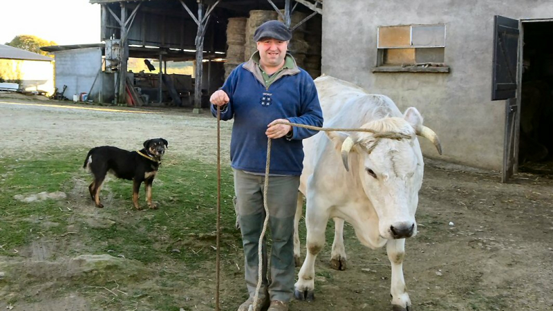 Jacinthe,  en exposition,  pour représenter la race mirandaise