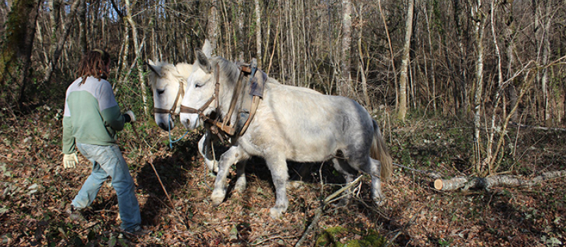 Foret : Une exploitation écologique