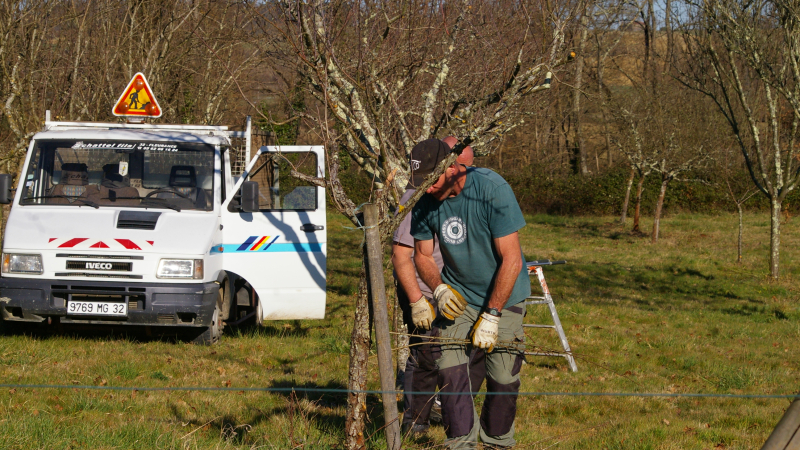 Des travaux de taille au verger des "Hespérides"