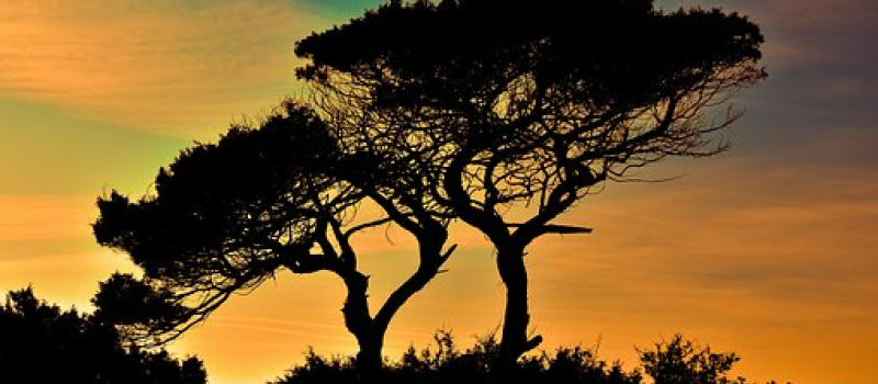 Lecture à voix haute 2019 : les arbres