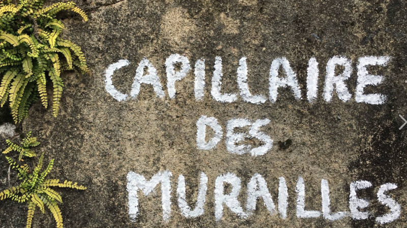 Capillaire des murailles, orpin, pariétaire de judée