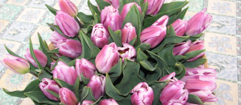  Des tulipes en aide contre le cancer
