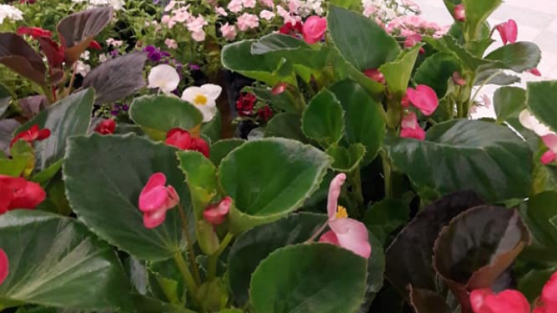 Nouvelle formule pour le marché aux fleurs