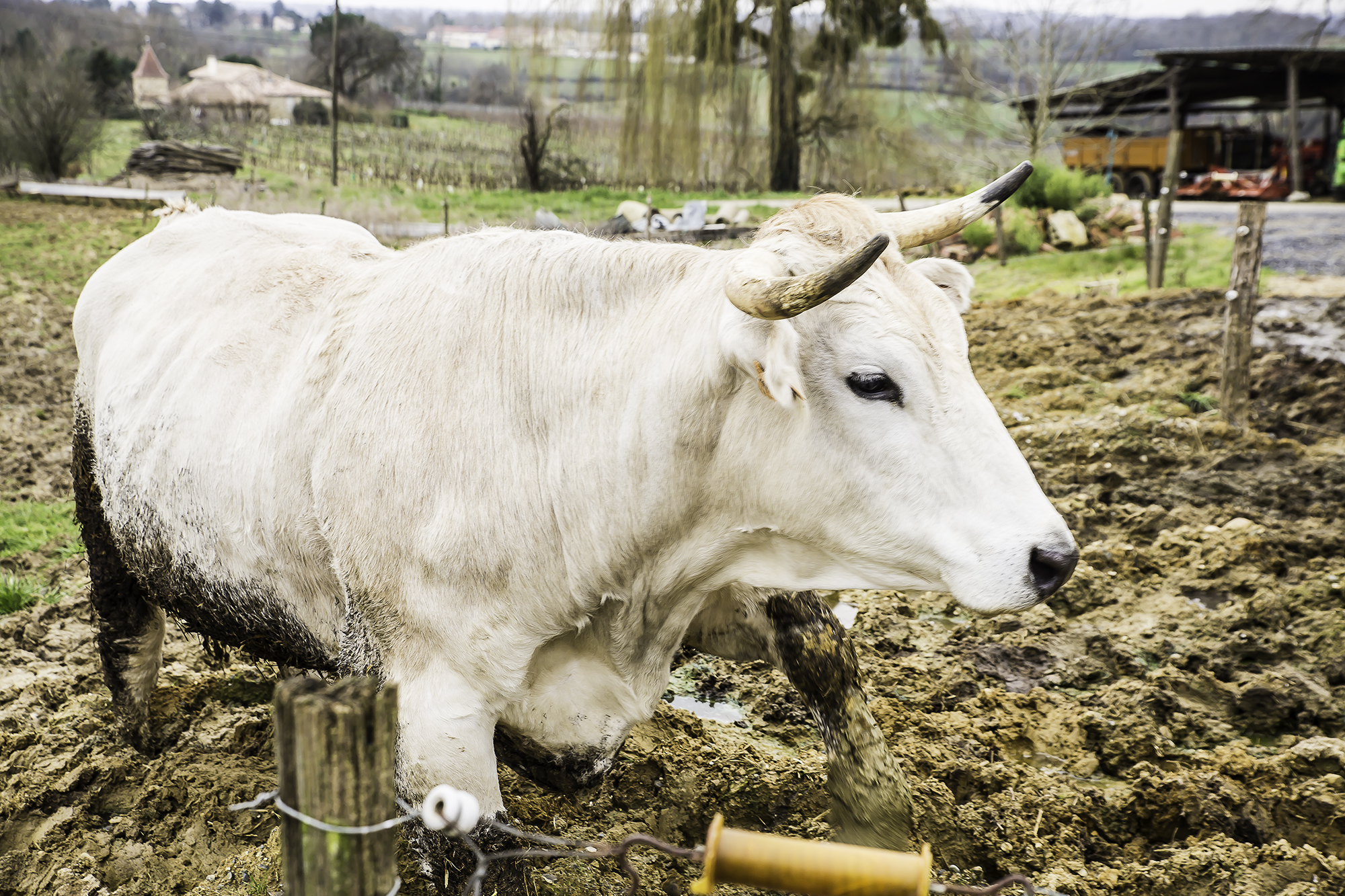 Bœuf Nacré - Photo Roland Houdaye