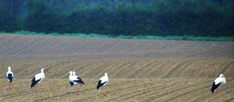 Les cigognes sont de retour