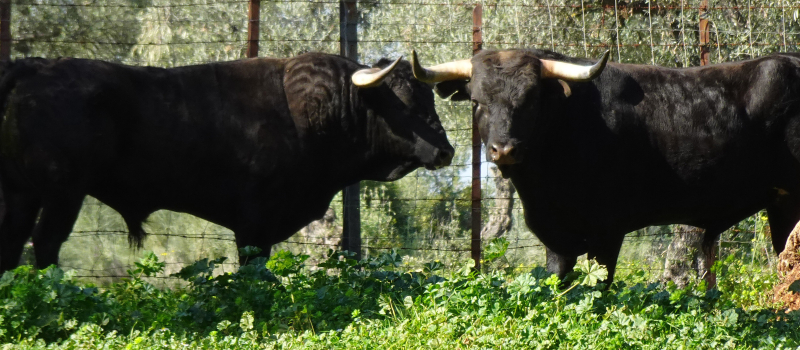 Aignan y Toros Dimanche 21 avril 2019