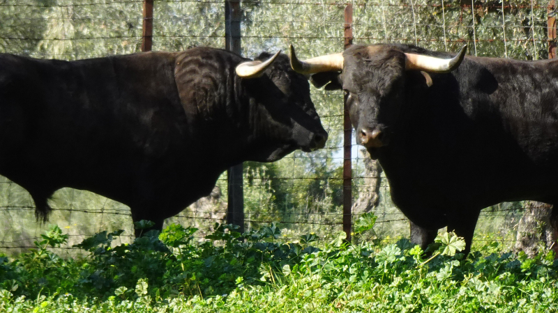 Aignan y Toros Dimanche 21 avril 2019