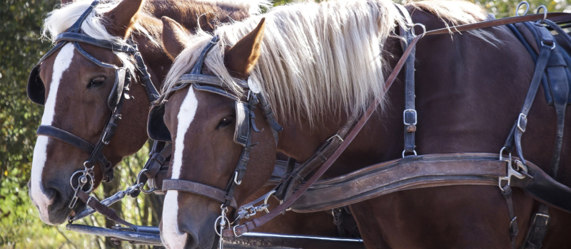 Le projet «Cheval Territorial» sur le GR 65