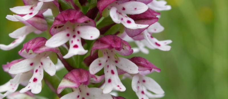 Fête de l'Orchidée