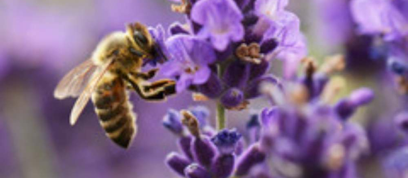 Journée mondiale de l'Abeille