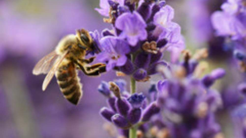 Journée mondiale de l'Abeille