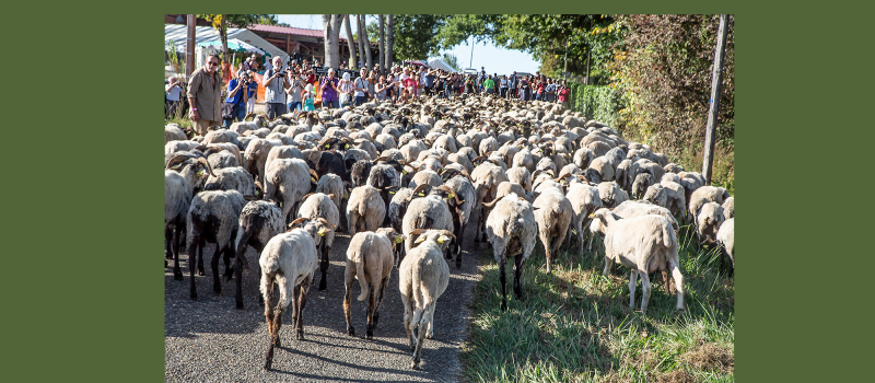 Route de la transhumance: assemblée générale le 11 mai