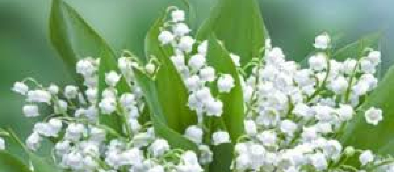 Randonnée du 1er mai dans la forêt de Mazous