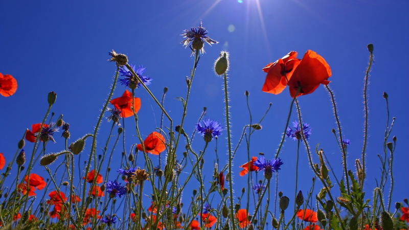 Nous voulons des Coquelicots