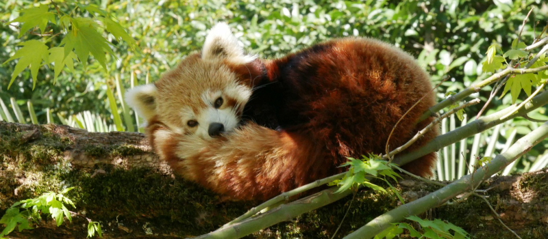 Le Parc animalier des Pyrénées célèbre ses 20 ans !
