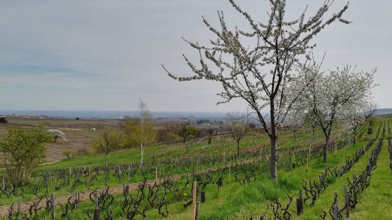 Vigne, couverts végétaux et agroforesterie  