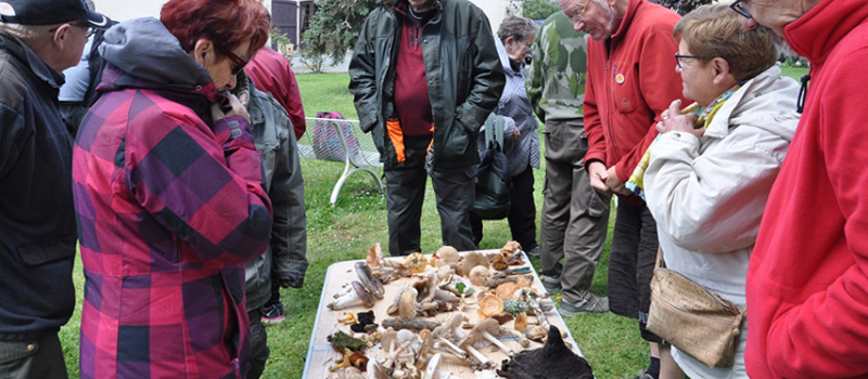 Les sorties de la Société Gersoise de Mycologie