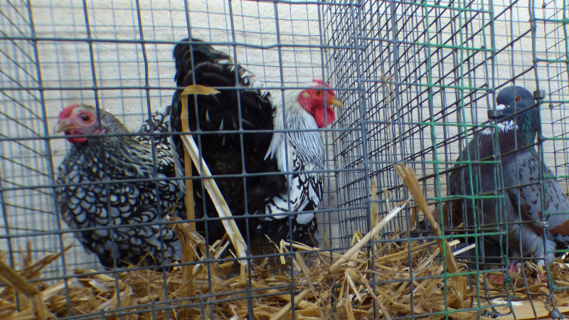 Le marché aux animaux de compagnie