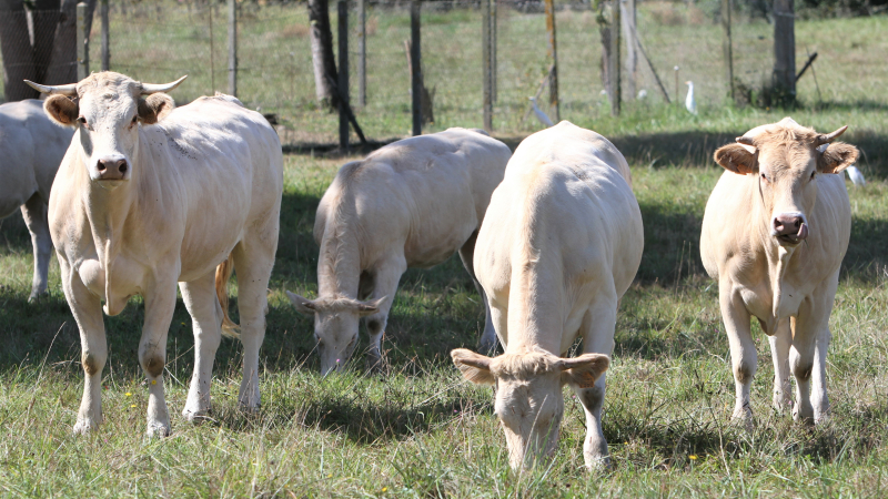 Agriculture : les stages du mois de juin