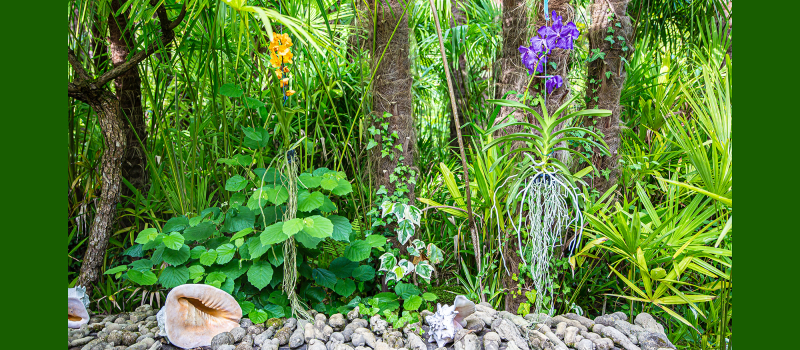 À Bétous, la Palmeraie commeécrin des orchidées  