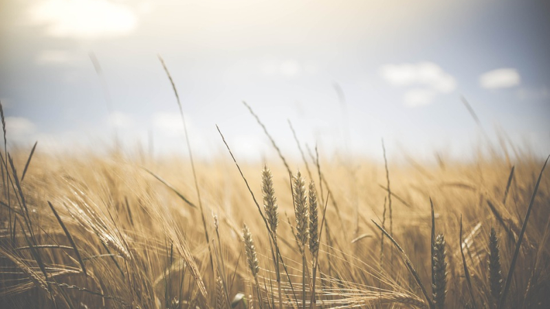 Suicide chez les agriculteurs