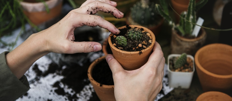 Comment soigner les plantes : Conférence annulée