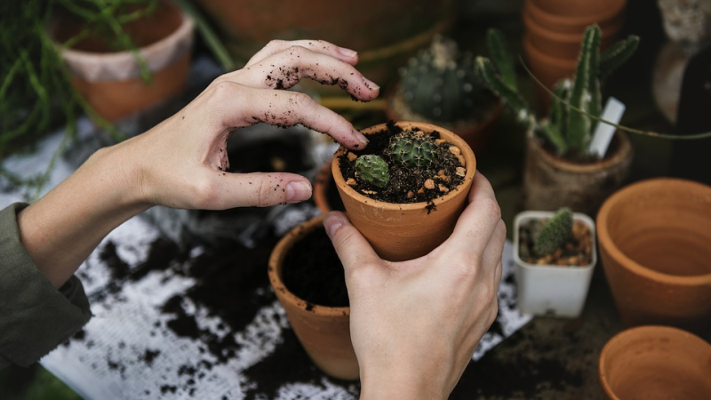 Comment soigner les plantes : Conférence annulée