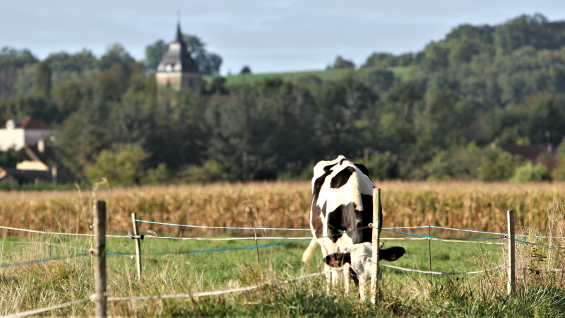 Marchés à la ferme : où se rendre.
