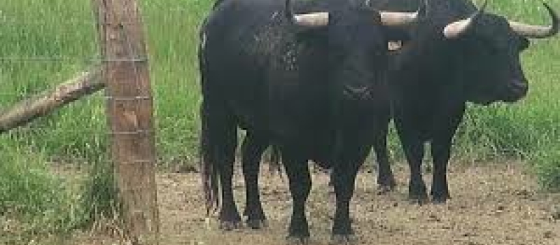 Journée taurine du 6 juillet