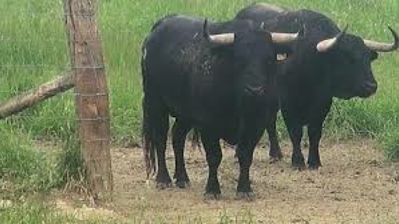 Journée taurine du 6 juillet