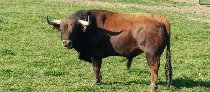 Feria : repas du jeudi 4 juillet