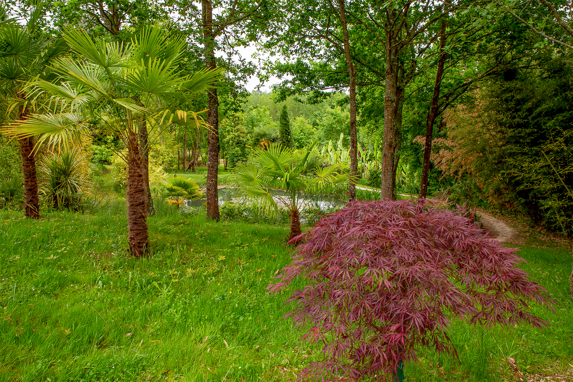 Palmeraie du Sarthou - Photo Roland Houdaye Mai 2018