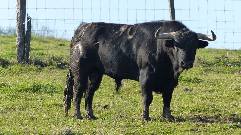 Les toros de la ganaderia de Bars - Jean-Louis Darré