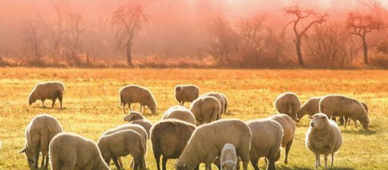 L'horizon s'assombrit pour l'agriculture gersoise 
