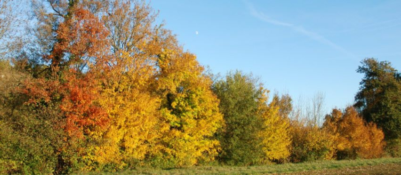 Quand l'agroforesterie protège les automobilistes