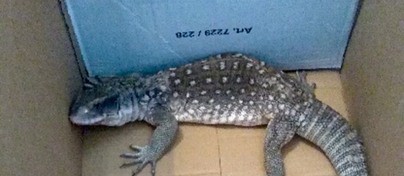 Un lézard en cavale.