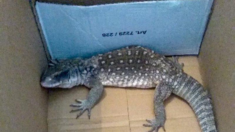Un lézard en cavale.