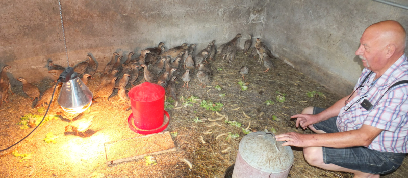 Perdreaux et faisans ont trouvé leur maman poule !