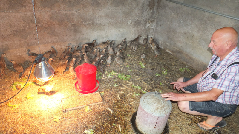 Perdreaux et faisans ont trouvé leur maman poule !