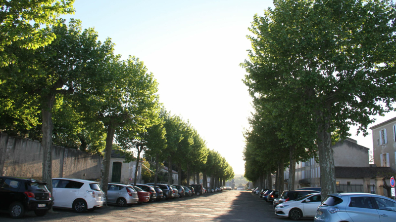 25 platanes sains des promenades hautes bientôt abattus. 