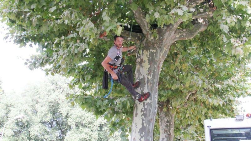 Du haut d'un platane, Thomas Brail compte en sauver 25