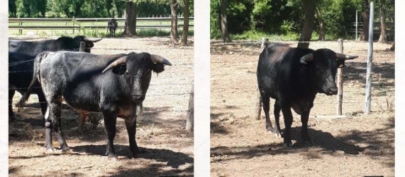 Week-end taurin  avec le Tendido Risclois
