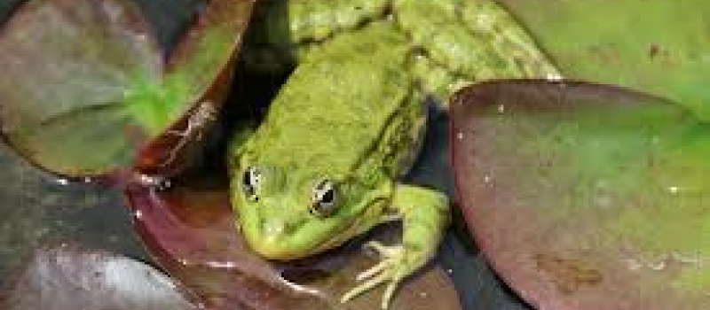 Eau'pération biodiversité le monde des batraciens
