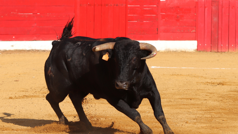 Novillada : un espoir déçu