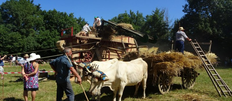 Journée de dépiquage à l'ancienne 