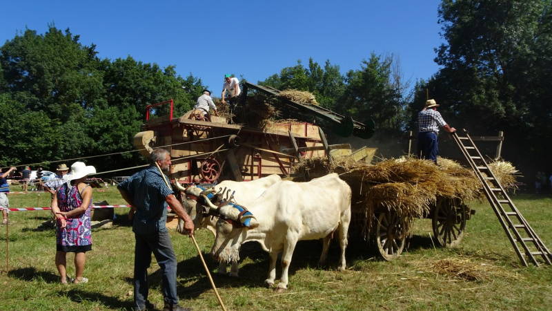 Journée de dépiquage à l'ancienne 