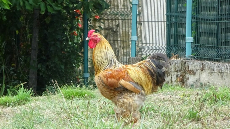 L'allergie au chant du coq a gagné Seissan 