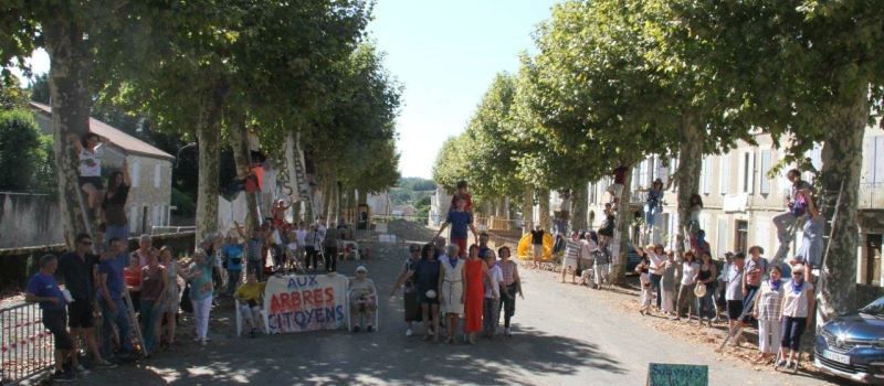 Des échelles au pied de chaque platane