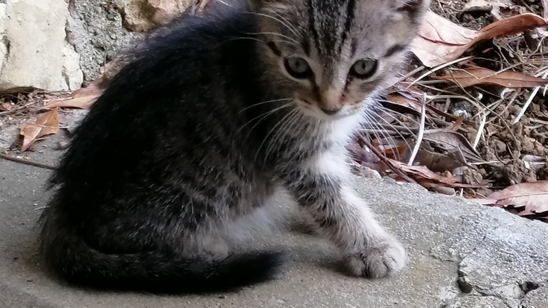 "Miaou, miaou, cot cot cot"